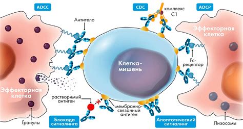 Анти ТГ: механизм действия и роль в организме