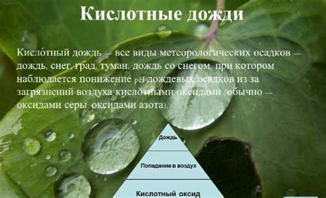 Ароматы лактона: что это и как они воздействуют