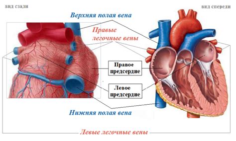 Артериальная гипертензия и нагрузка на левое предсердие