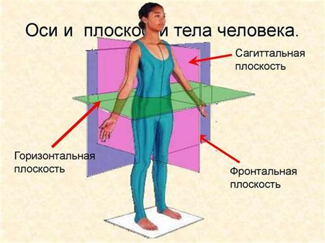 Асимметрия и анатомия сторон тела