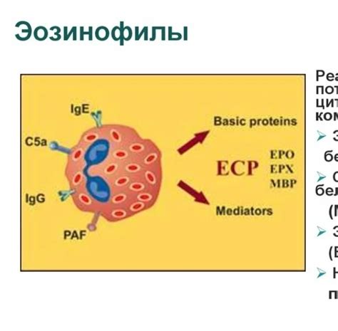 Астма и эозинофильный катионный белок