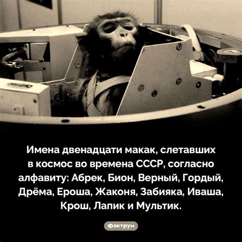 Атака макаки во сне: предупреждение о потенциальной опасности