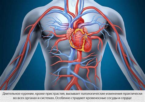 Атеросклероз и его влияние на кровеносные сосуды