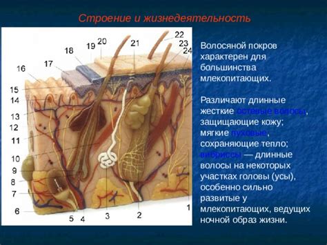 Атрезированные фолликулы: влияние на волосяной покров и здоровье