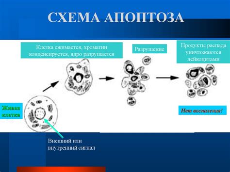 Аутолиз и некроз