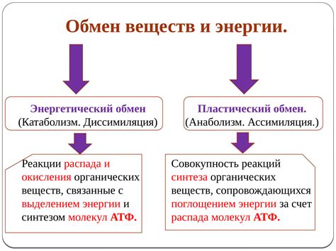 Аэробная палочка и обмен веществ