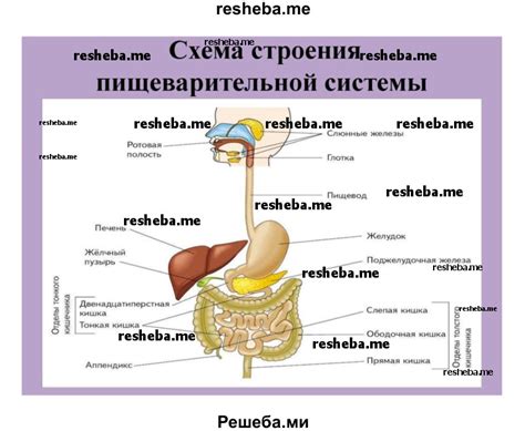 Аэробная палочка и пищеварение