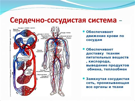 Аэробная палочка и сердечно-сосудистая система