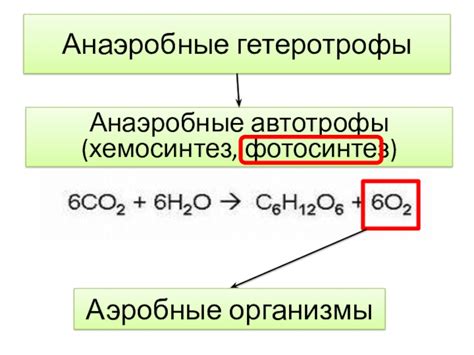 Аэробные организмы: основные характеристики и значение в природе