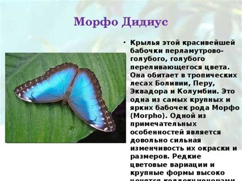 Бабочки и их роль в мире духов