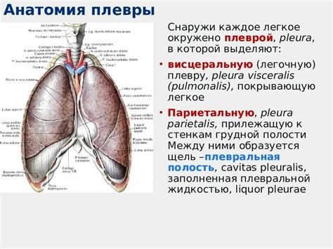 Базальный отдел легкого: его роль и функции