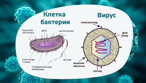 Бактерии и инфекции