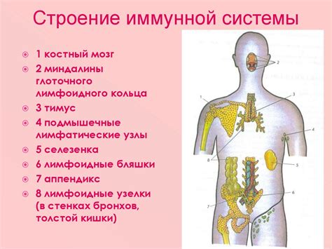 Балансировка иммунной системы: стратегии применения лекарств и средств