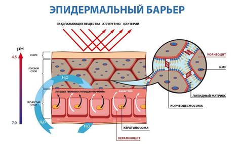 Барьерная функция эпителиальных клеток