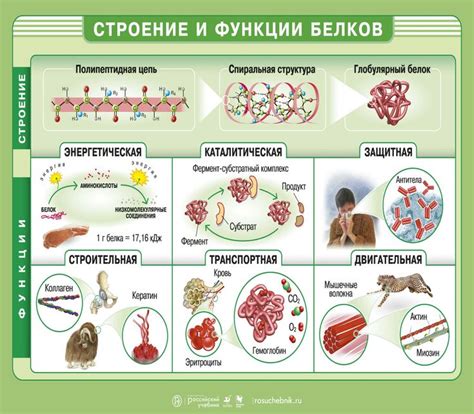 Белки: строение и функции