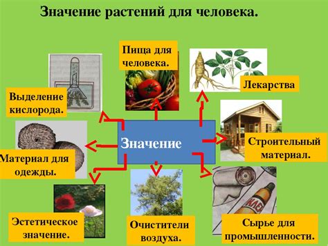 Белки и растения: взаимодействие в природе