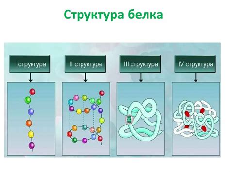 Белки и реконвалесценты