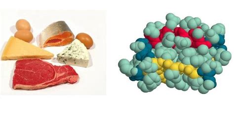 Белок в организме