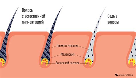 Белок и его связь с появлением седины