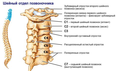 Бесконечные возможности атлетического шейного сустава