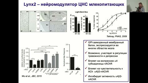 Бета-активность и ее роль в когнитивных процессах