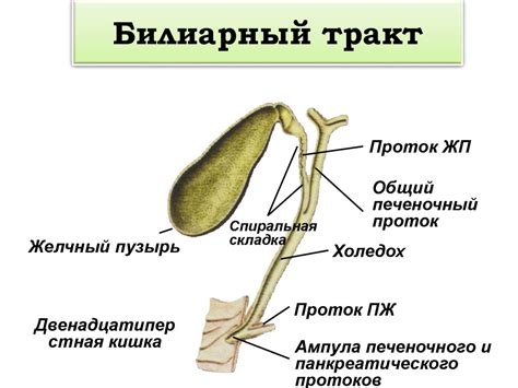 Билиарный тракт: структура и функции