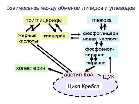 Биологическая ценность Вольфии