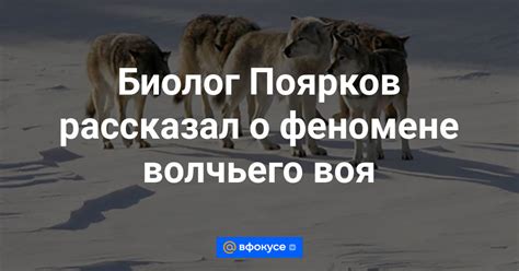 Биологические аспекты волчьего воя: стадная психология