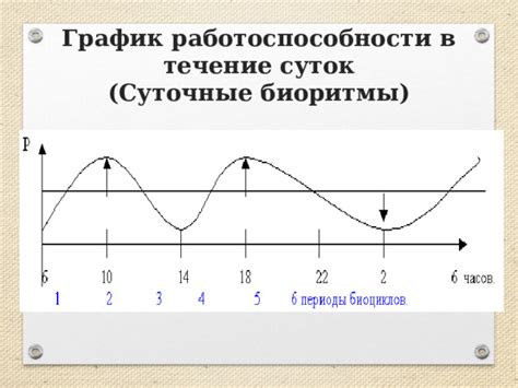 Биологические ритмы и течение суток