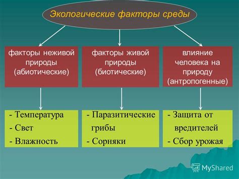 Биологические факторы отсутствия предпочитаемого цвета