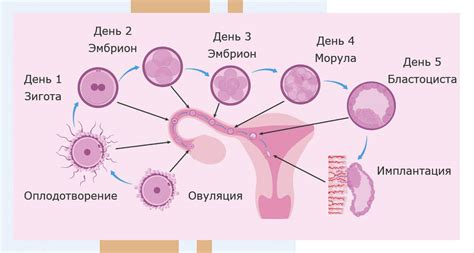 Биологический процесс месячных