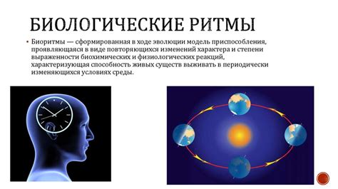 Биологический ритм и одинаковое время