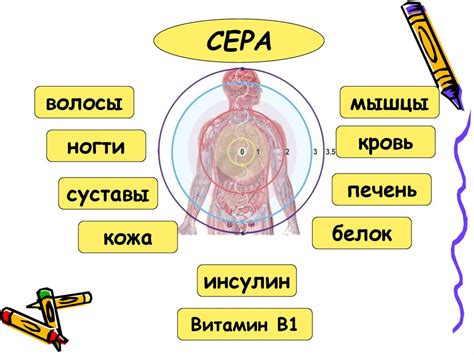 Биологическое значение серы в организме человека