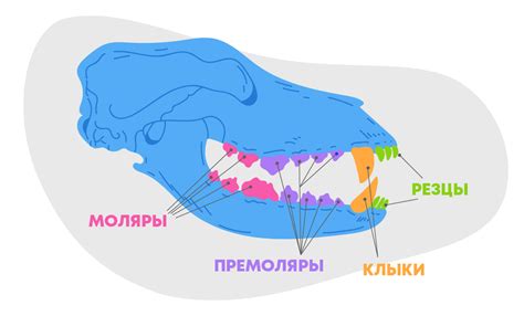 Биологическое значение скалить зубы у животных