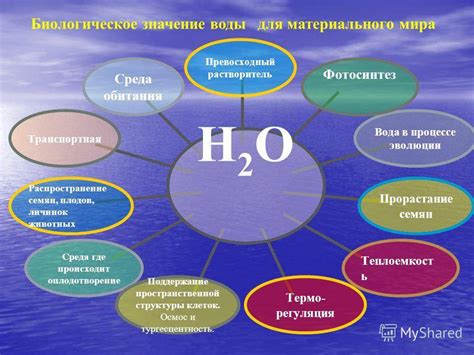 Биологическое значение талой воды