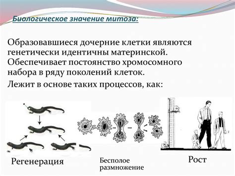 Биологическое общение: что это и какое значение оно имеет в природе