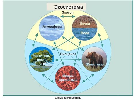 Биологическое разнообразие в квадрате моря: виды и экосистемы