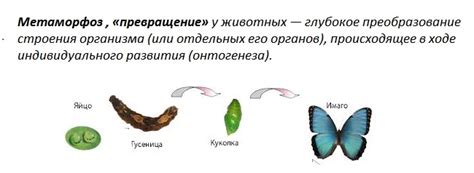 Биология метаморфоз в учении пигмалионов и пигмалионов-творцов