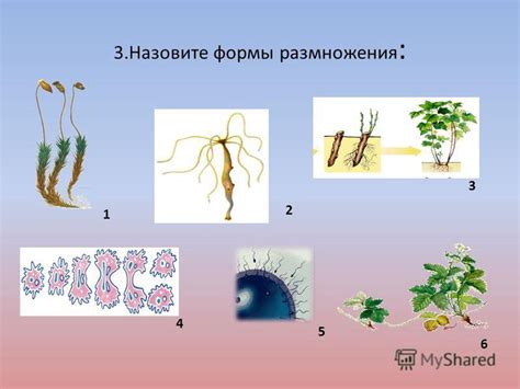 Биология цигейки: как она размножается и что ест?