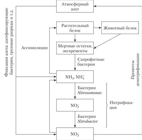 Биохимические процессы, связанные с остаточным азотом