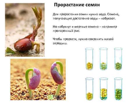 Благоприятные условия для распространения семян