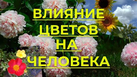 Благотворное воздействие природы на человека