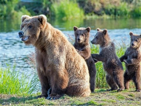 Близость к природе: важный сон о медведице с маленькими медвежатами