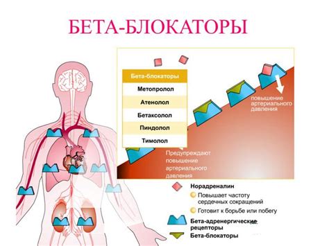 Блокирует бета-адренорецепторы