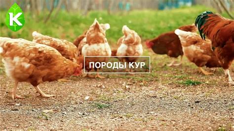 Бо́льшая продуктивность: выгода от суточных кур