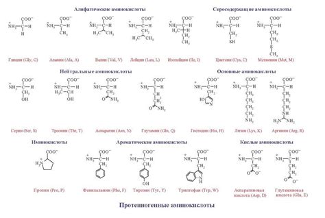 Богатый аминокислотный состав