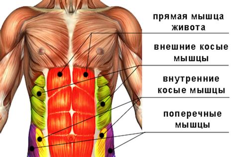 Боковое движение и косые мышцы живота