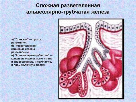 Болезни альвеолярной железы