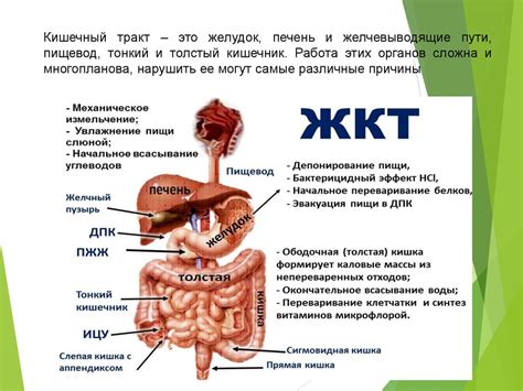 Болезни желудочно-кишечного тракта – катастрофа для организма