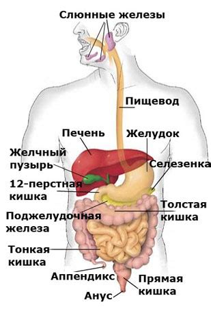 Болезни желудочно-кишечной системы